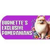 Burnette&rsquo;s   Exclusive Pomeranians