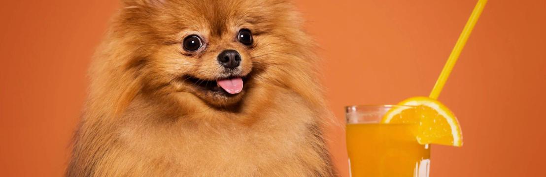 Burnette&rsquo;s   Exclusive Pomeranians